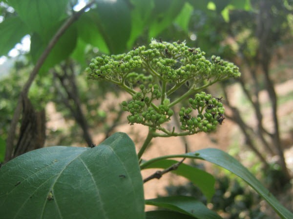 Cây Cách lá rộng. Premna latifolia Roxb - Cây Thuốc Nam Quanh Ta